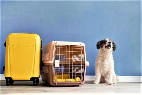 pet relocation services ground.